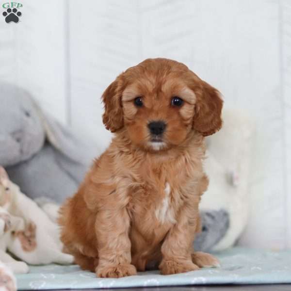 Cocoa, Cavapoo Puppy