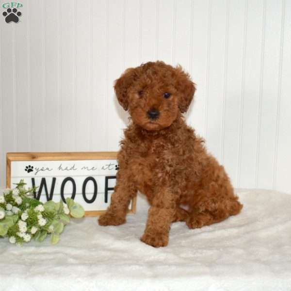 Cocoa, Mini Goldendoodle Puppy