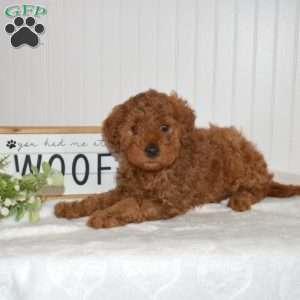 Cocoa, Mini Goldendoodle Puppy