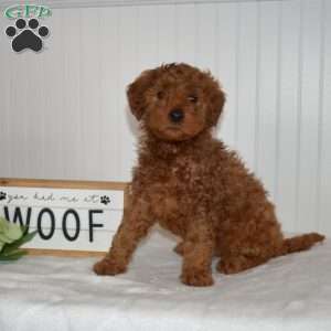 Cocoa, Mini Goldendoodle Puppy