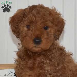 Cocoa, Mini Goldendoodle Puppy