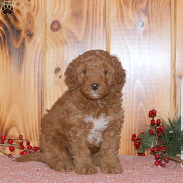 Cocoa, Mini Goldendoodle Puppy