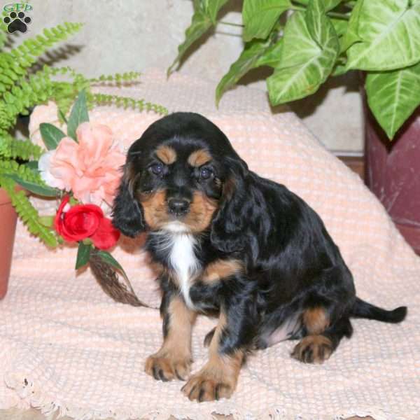 Cocoa, Cavalier King Charles Spaniel Puppy