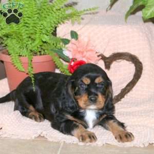 Cocoa, Cavalier King Charles Spaniel Puppy