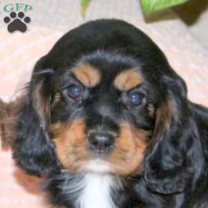 Cocoa, Cavalier King Charles Spaniel Puppy