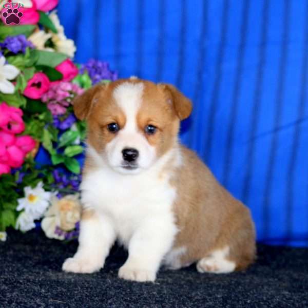 Cody, Pembroke Welsh Corgi Puppy