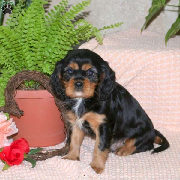 Coffee, Cavalier King Charles Spaniel Puppy