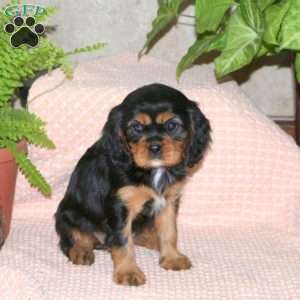 Coffee, Cavalier King Charles Spaniel Puppy