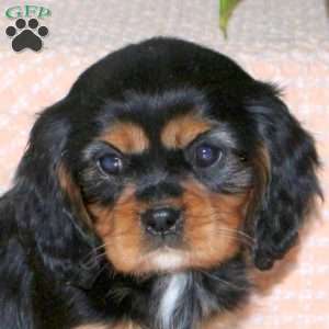 Coffee, Cavalier King Charles Spaniel Puppy