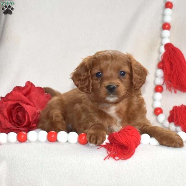 Colby, Cavapoo Puppy