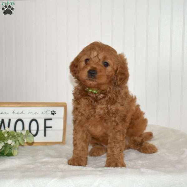 Colby, Mini Goldendoodle Puppy