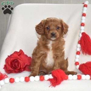 Colby, Cavapoo Puppy