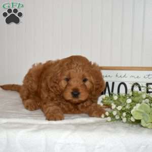 Colby, Mini Goldendoodle Puppy