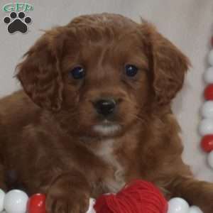 Colby, Cavapoo Puppy