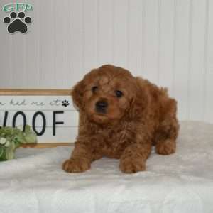 Colby, Mini Goldendoodle Puppy