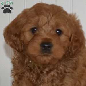 Colby, Mini Goldendoodle Puppy