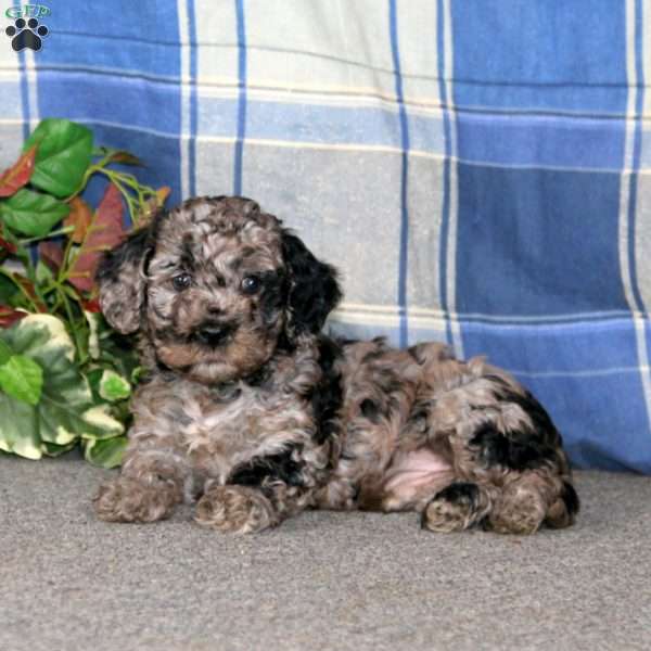 Colby, Cockapoo Puppy