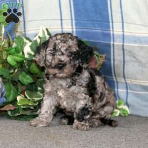 Colby, Cockapoo Puppy