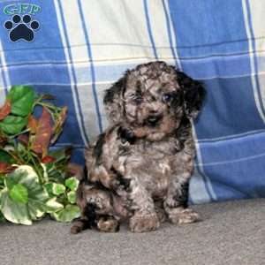 Colby, Cockapoo Puppy