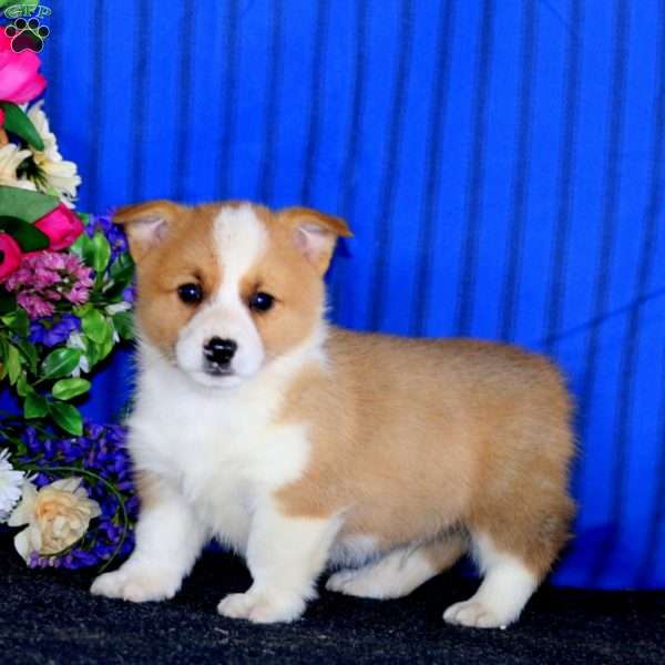 Cole, Pembroke Welsh Corgi Puppy