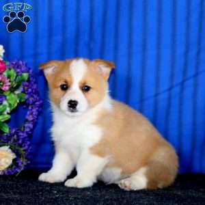 Cole, Pembroke Welsh Corgi Puppy