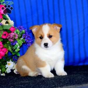 Cole, Pembroke Welsh Corgi Puppy