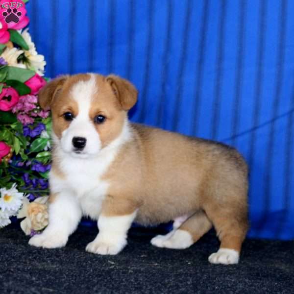 Colt, Pembroke Welsh Corgi Puppy