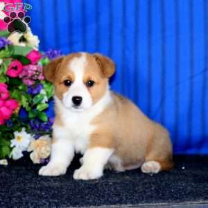 Colt, Pembroke Welsh Corgi Puppy