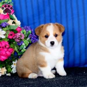 Colt, Pembroke Welsh Corgi Puppy