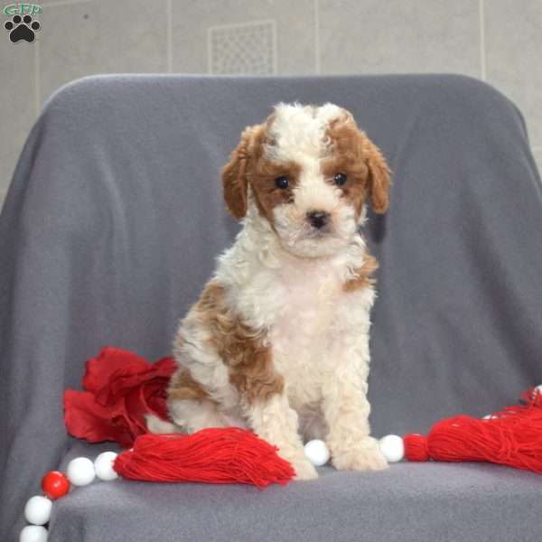 Comet, Cavapoo Puppy