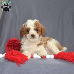 Comet, Cavapoo Puppy