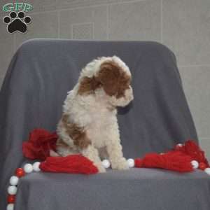 Comet, Cavapoo Puppy