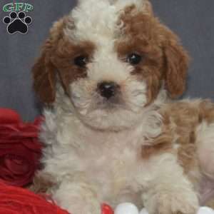 Comet, Cavapoo Puppy