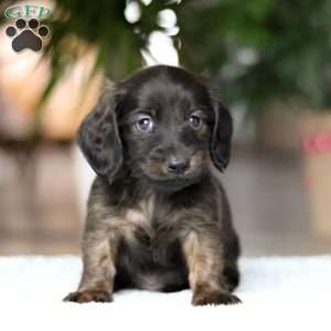 Coney, Dachshund Puppy