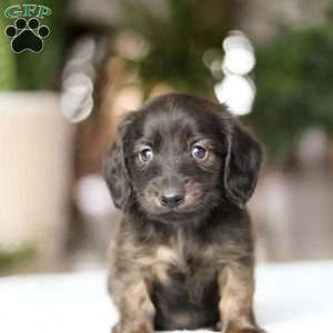 Coney, Dachshund Puppy