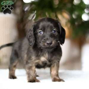 Coney, Dachshund Puppy