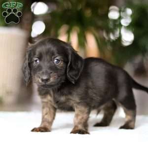 Coney, Dachshund Puppy