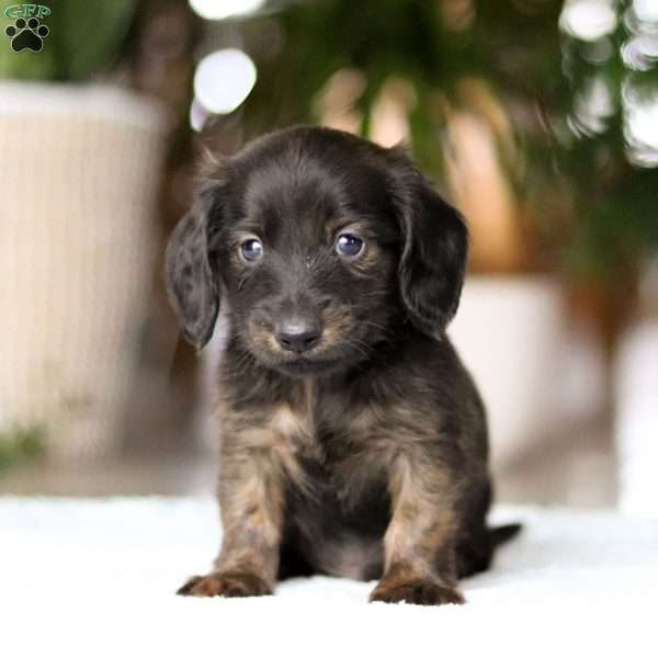 Coney, Dachshund Puppy