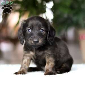 Coney, Dachshund Puppy