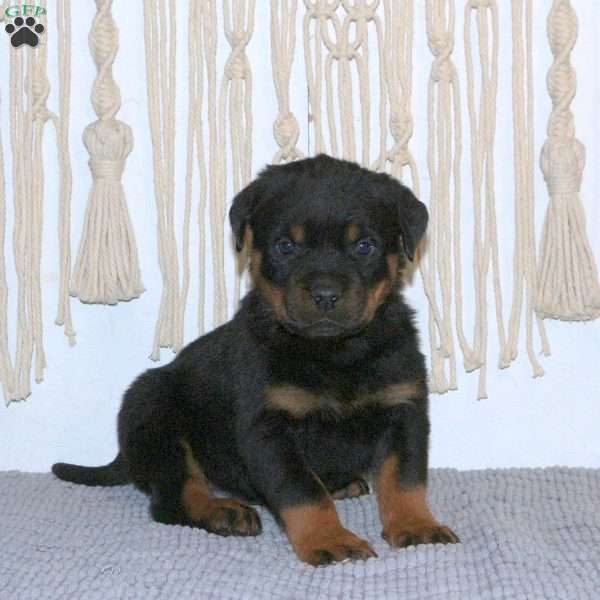 Conner, Rottweiler Puppy