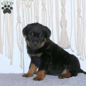 Conner, Rottweiler Puppy