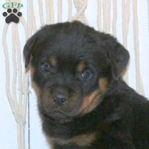 Conner, Rottweiler Puppy