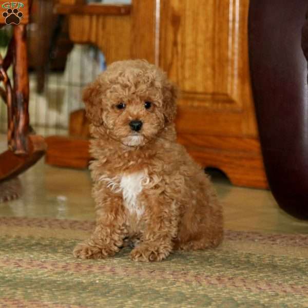 Connor, Miniature Poodle Puppy