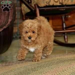 Connor, Miniature Poodle Puppy