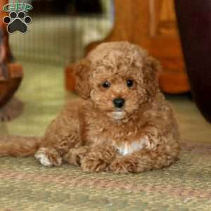 Connor, Miniature Poodle Puppy