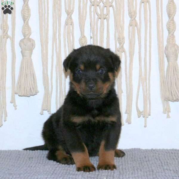 Conrad, Rottweiler Puppy