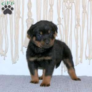 Conrad, Rottweiler Puppy