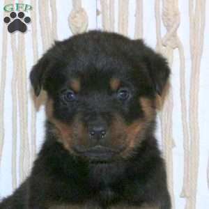 Conrad, Rottweiler Puppy