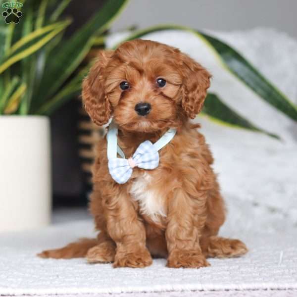 Cooper, Cavapoo Puppy