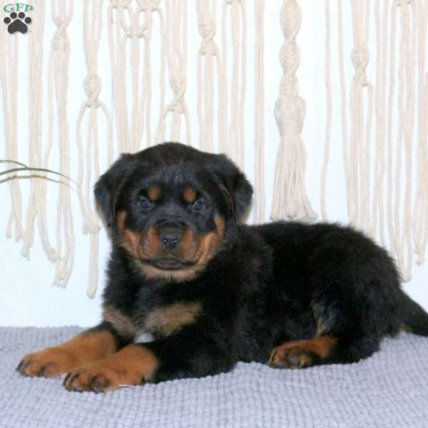 Cooper, Rottweiler Puppy